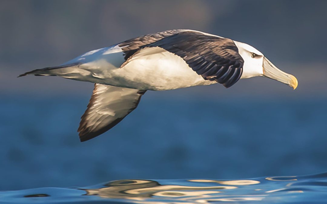 RSPB – Regular giving direct and digital appeal