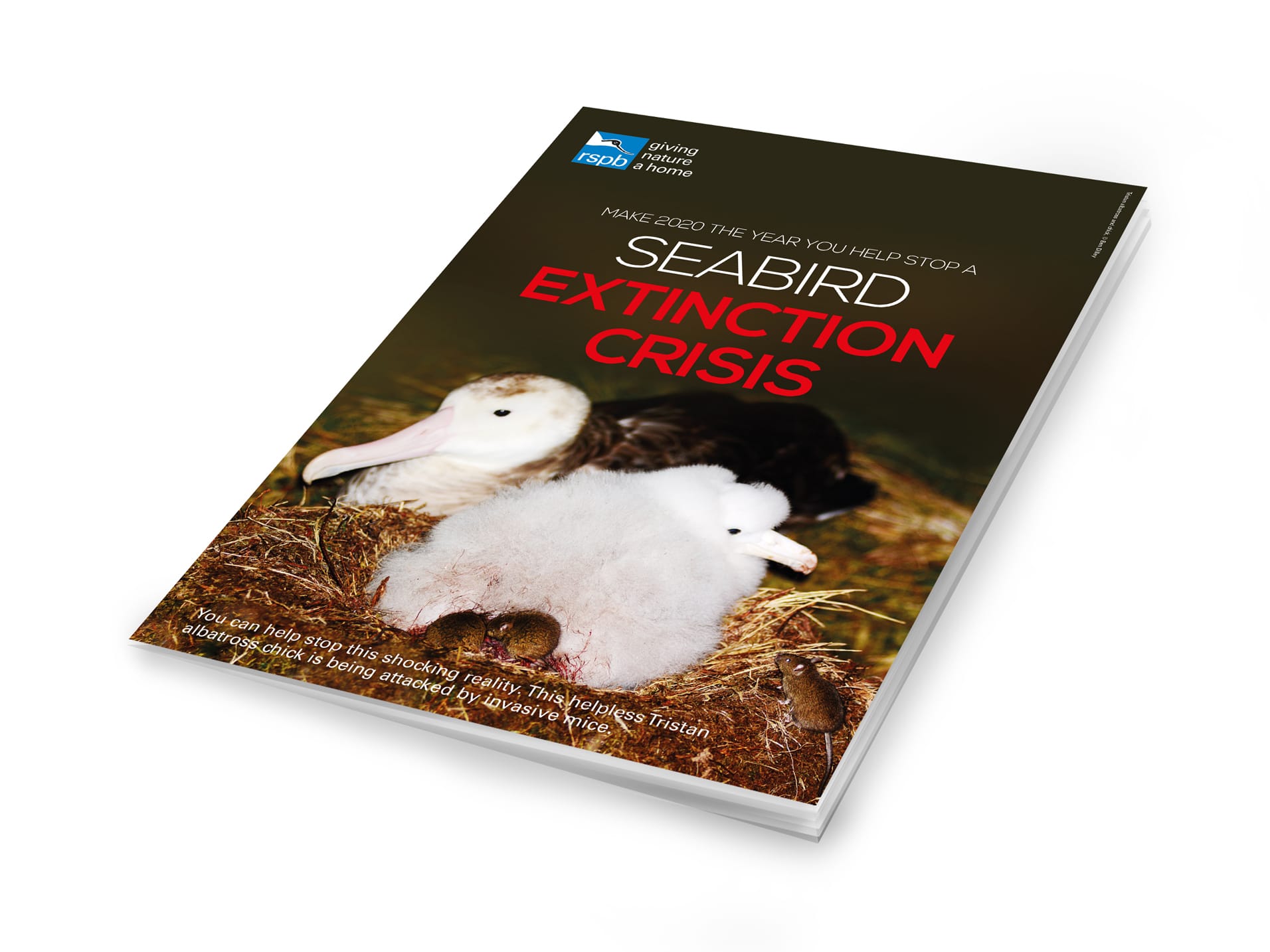 rspb-gough-appeal-leaflet-cover