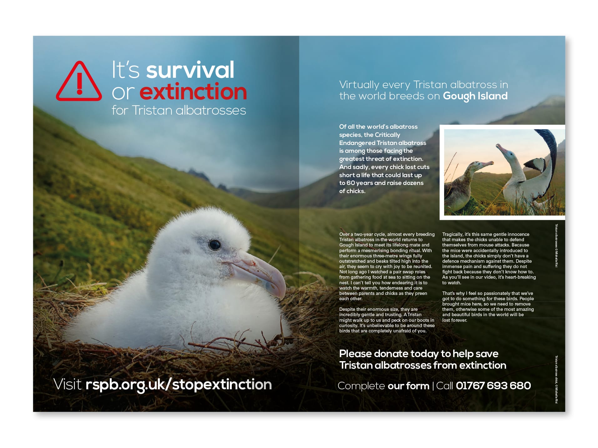 rspb-gough-appeal-leaflet-dps-one