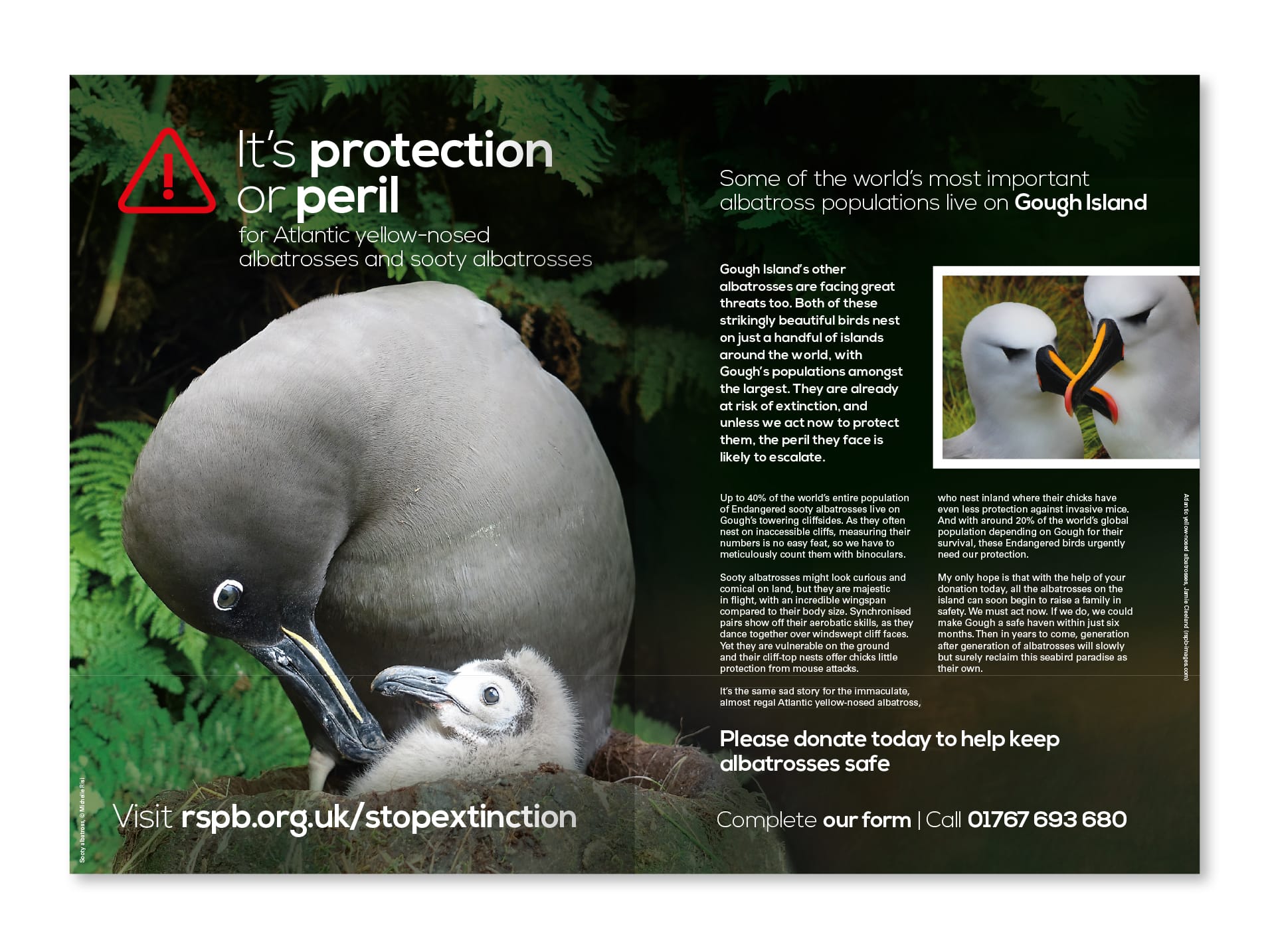 rspb-gough-appeal-leaflet-dps-two