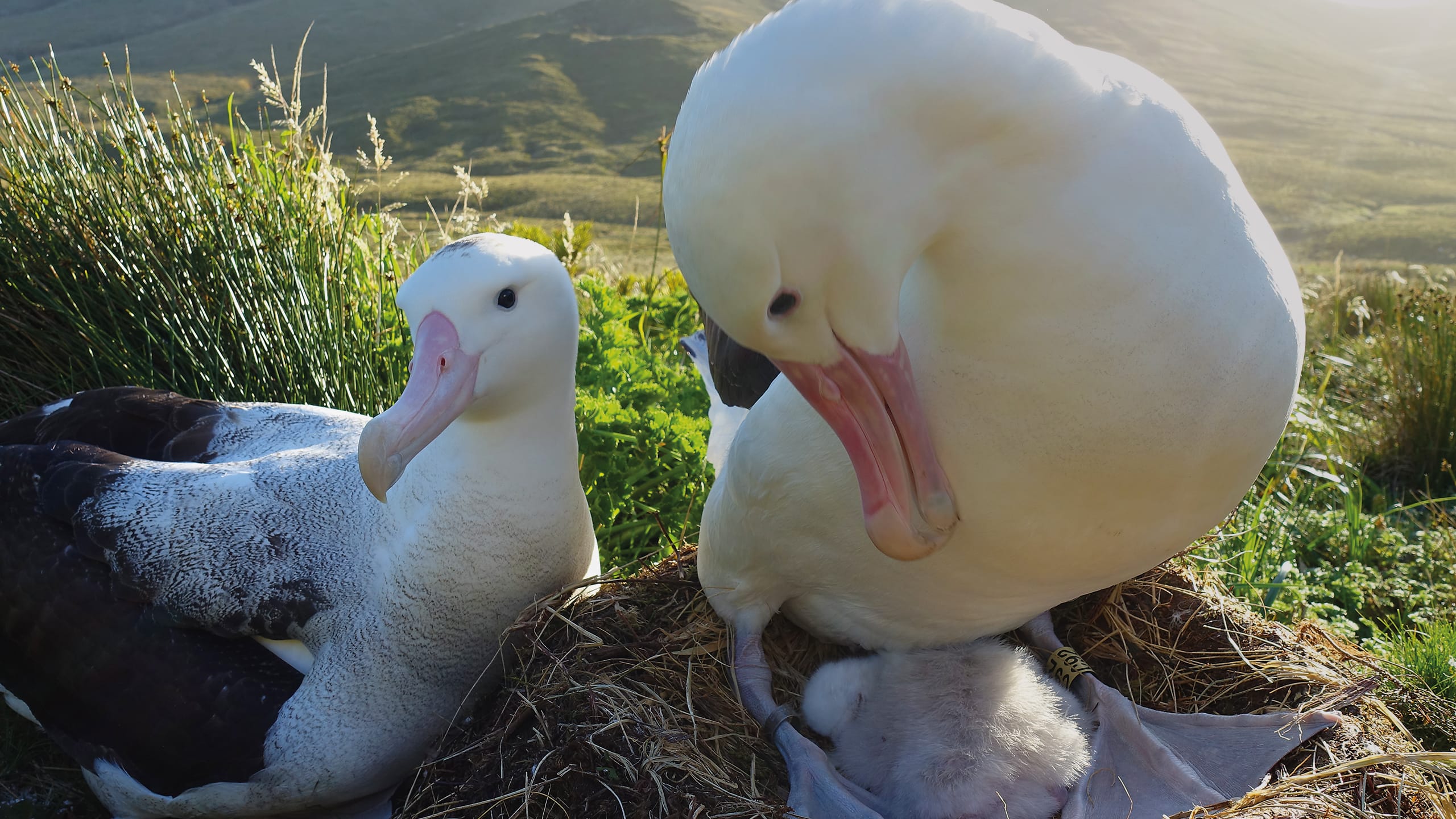 RSPB Gough Island - Helping to stop an extinction emergency. An Albatross pair nesting with their chick.