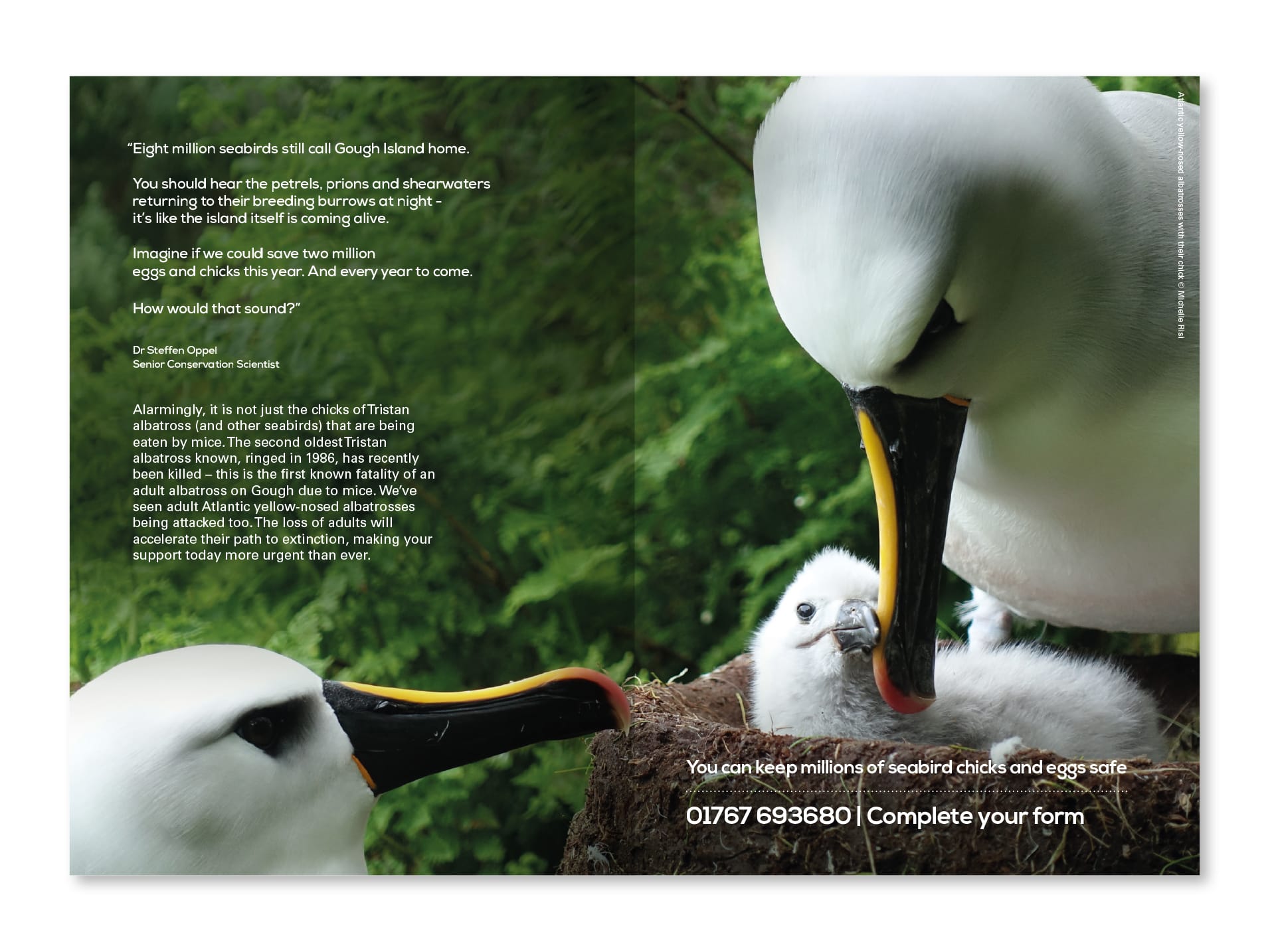 rspb-gough-exisiting-donor-leaflet-dps-four