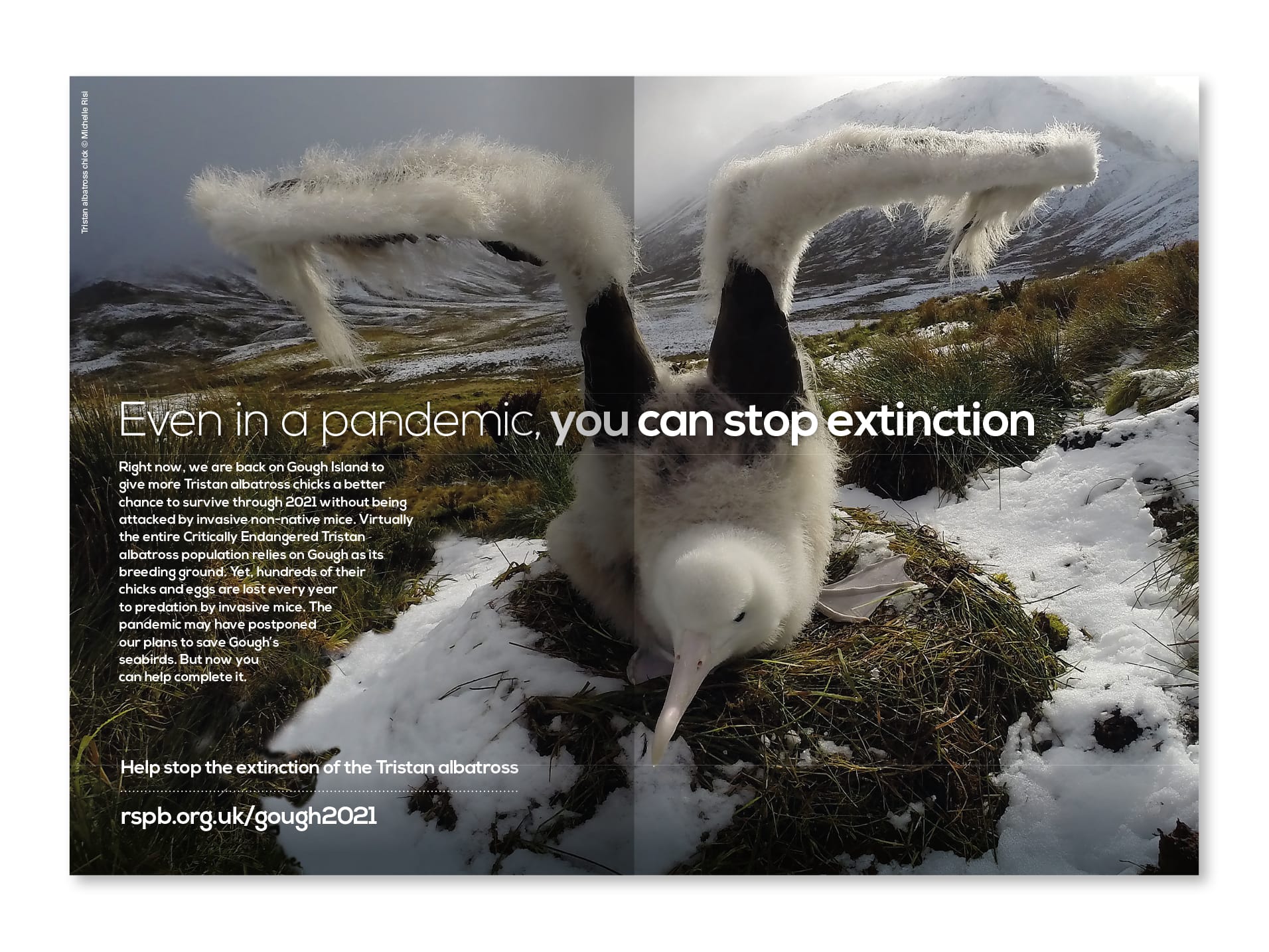 rspb-gough-exisiting-donor-leaflet-dps-one